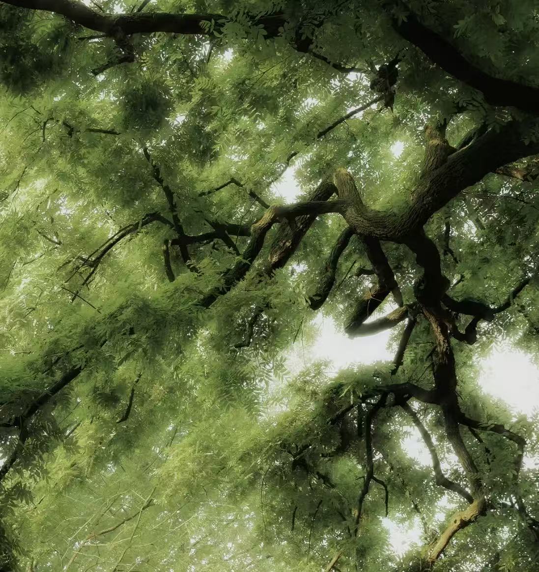 Why Do We Choose Cultivated Fragrant Wood?